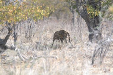 Wild cheetah (Acinonyx jubatus) photographed in its natural habitat. Known as the fastest land animal, this African big cat is shown in the savanna with its spotted fur and elegant body. Perfect for themes of wildlife, speed, predator, and Africa