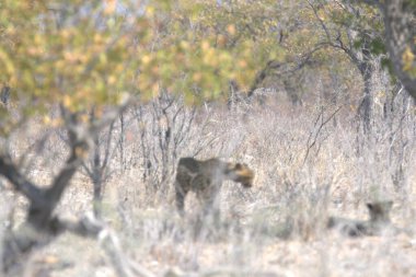 Wild cheetah (Acinonyx jubatus) photographed in its natural habitat. Known as the fastest land animal, this African big cat is shown in the savanna with its spotted fur and elegant body. Perfect for themes of wildlife, speed, predator, and Africa