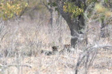 Cheetah in the wild  Fastest African predator in natural habitat