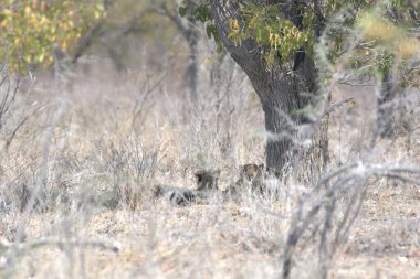 Cheetah in the wild  Fastest African predator in natural habitat