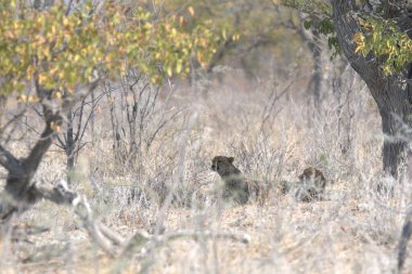 Cheetah in the wild  Fastest African predator in natural habitat