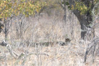 Cheetah in the wild  Fastest African predator in natural habitat