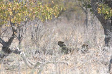 Cheetah in the wild  Fastest African predator in natural habitat