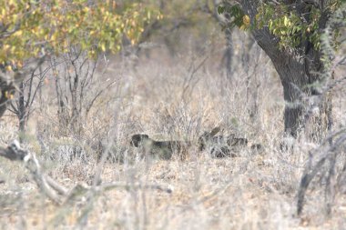 Cheetah in the wild  Fastest African predator in natural habitat