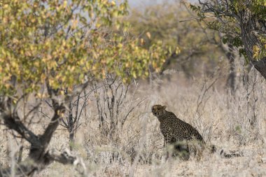 Cheetah in the wild  Fastest African predator in natural habitat