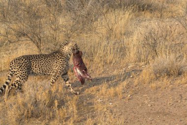 Cheetah in the wild  Fastest African predator in natural habitat