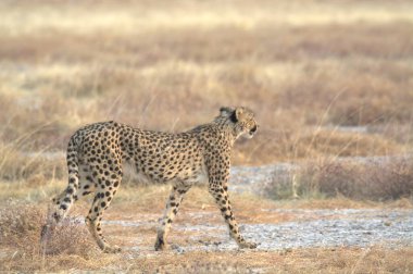 Cheetah in the wild  Fastest African predator in natural habitat