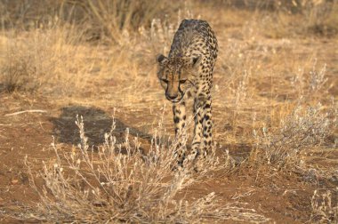 Cheetah in the wild  Fastest African predator in natural habitat