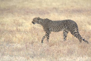 Cheetah in the wild  Fastest African predator in natural habitat