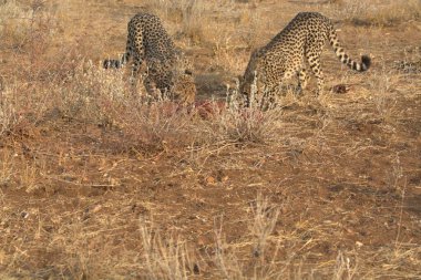 Cheetah in the wild  Fastest African predator in natural habitat