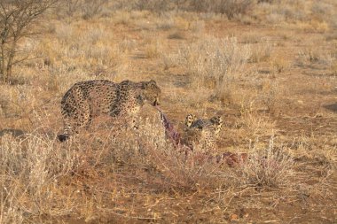 Cheetah in the wild  Fastest African predator in natural habitat