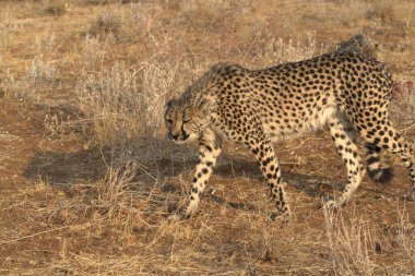 Cheetah in the wild  Fastest African predator in natural habitat
