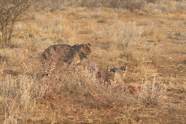 Cheetah in the wild  Fastest African predator in natural habitat