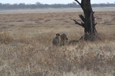 Cheetah in the wild  Fastest African predator in natural habitat