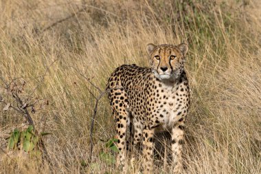 Cheetah in the wild  Fastest African predator in natural habitat