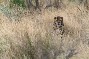 Cheetah in the wild  Fastest African predator in natural habitat