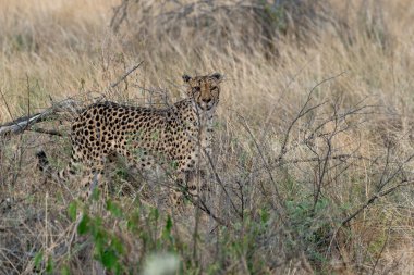 Cheetah in the wild  Fastest African predator in natural habitat