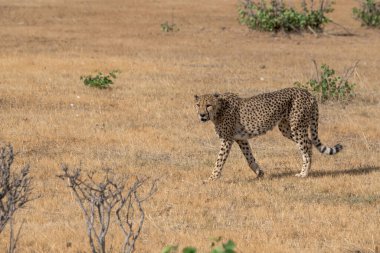 Cheetah in the wild  Fastest African predator in natural habitat