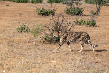 Cheetah in the wild  Fastest African predator in natural habitat