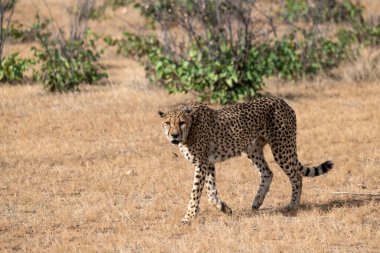 Cheetah in the wild  Fastest African predator in natural habitat
