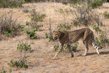 Cheetah in the wild  Fastest African predator in natural habitat