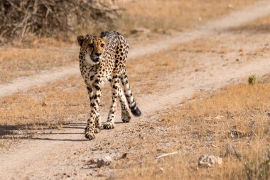 Cheetah in the wild  Fastest African predator in natural habitat