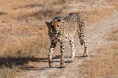 Cheetah in the wild  Fastest African predator in natural habitat
