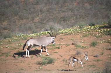 Oryx antelope standing in the desert  Wild African wildlife photo