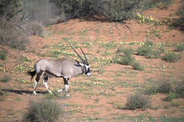 Oryx antelope standing in the desert  Wild African wildlife photo