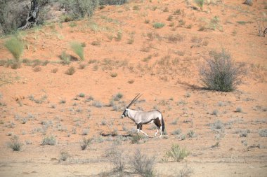 Oryx antelope standing in the desert  Wild African wildlife photo