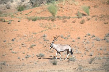 Oryx antelope standing in the desert  Wild African wildlife photo