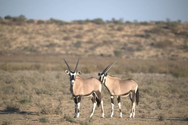 Oryx antelope standing in the desert  Wild African wildlife photo