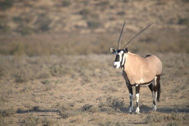 Oryx antelope standing in the desert  Wild African wildlife photo