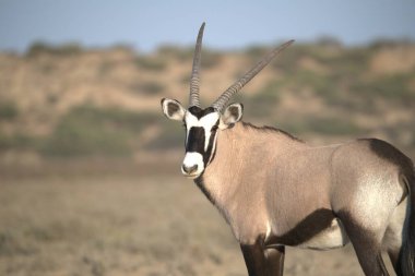 Oryx antelope standing in the desert  Wild African wildlife photo