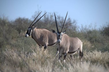 Oryx antelope standing in the desert  Wild African wildlife photo