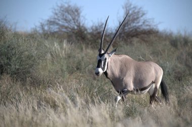 Oryx antelope standing in the desert  Wild African wildlife photo