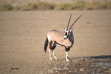 Oryx antelope standing in the desert  Wild African wildlife photo
