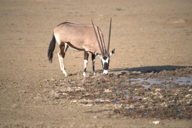 Oryx antelope standing in the desert  Wild African wildlife photo