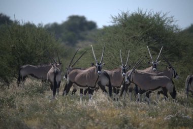 Oryx antelope standing in the desert  Wild African wildlife photo