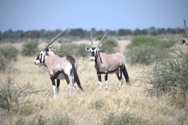 Oryx antelope standing in the desert  Wild African wildlife photo