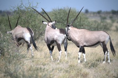 Oryx antelope standing in the desert  Wild African wildlife photo