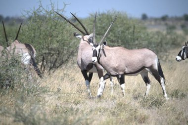 Oryx antelope standing in the desert  Wild African wildlife photo