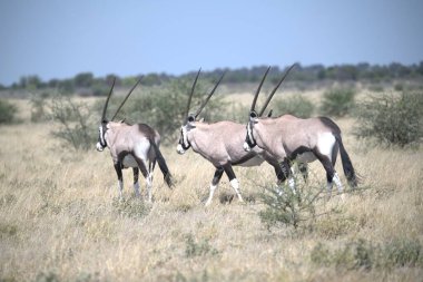 Oryx antelope standing in the desert  Wild African wildlife photo