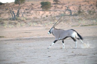 Oryx antelope standing in the desert  Wild African wildlife photo
