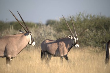 Oryx antelope standing in the desert  Wild African wildlife photo