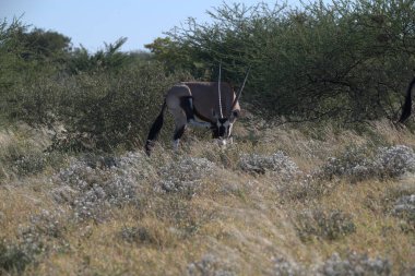 Oryx antelope standing in the desert  Wild African wildlife photo