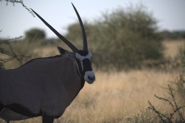 Oryx antelope standing in the desert  Wild African wildlife photo