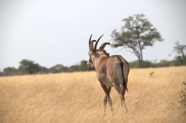 Oryx antelope standing in the desert  Wild African wildlife photo