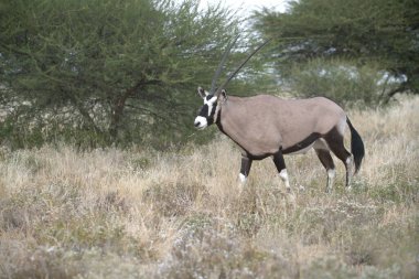 zebra grazing in the wild in the savannah
