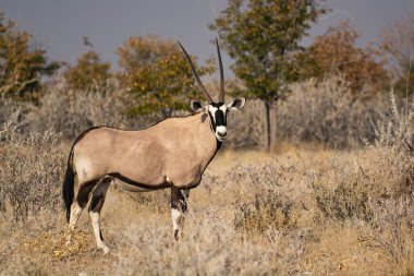 a white - bok - antelope in the savannah